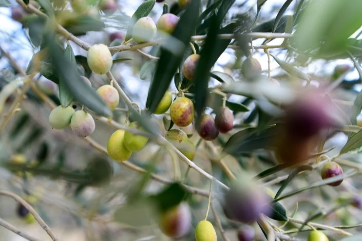 İzmir Bornova’da zeytin üreticilerine lojistik destek