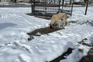 Sokak hayvanları için besleme çalışmaları düzenli olarak devam ediyor.