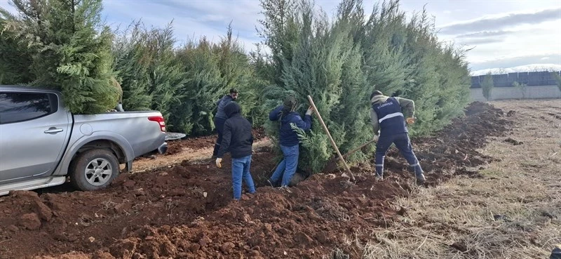 Siirt Belediyesi Park ve Bahçeler Müdürlüğü Ağaç Dikme Çalışmalarına Devam Ediyor