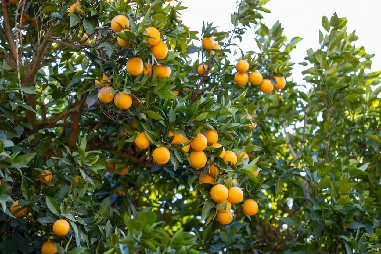 Mersin Kan Portakalı coğrafi işaret tescili aldı