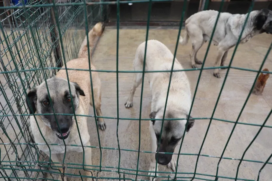 Sivas Belediyesi’nden sokak hayvanlarına modern barınak