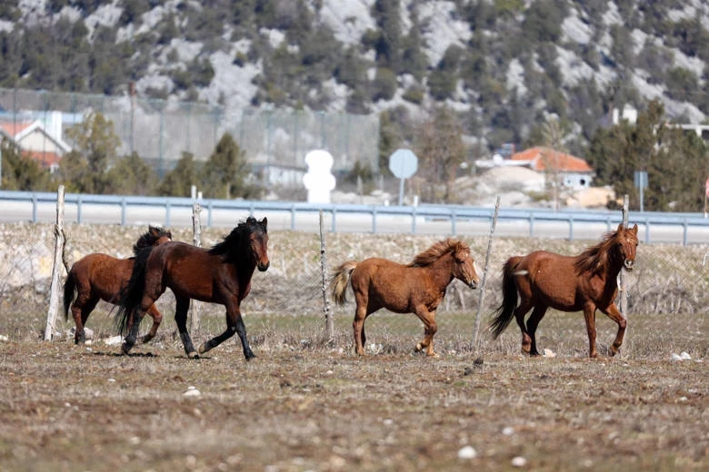 Büyükşehir yılkı atları için doğaya saman bıraktı