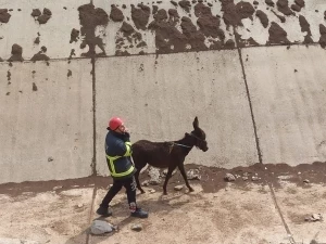 Sulama kanalına düşen eşek kurtarıldı