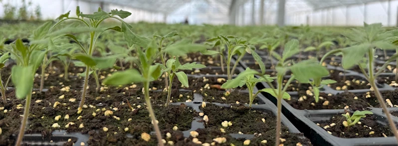 Park ve Bahçeler Müdürlüğü Tohum Takas Şenliğine Hazırlanıyor