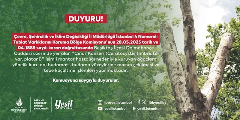 BEŞİKTAŞ’TAKİ KANSERLİ AĞAÇLARA BUDAMA
