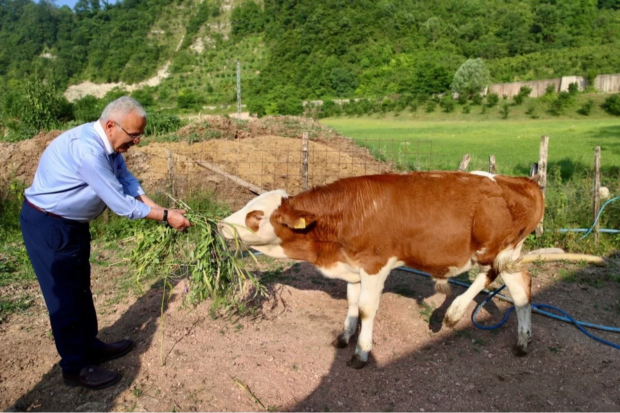 Ordu