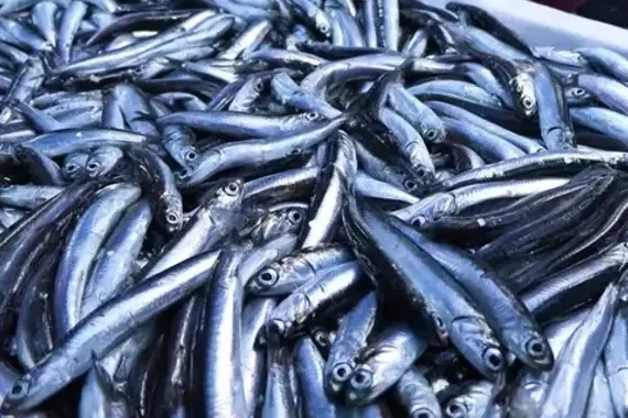 Su ürünleri üretimi 2024