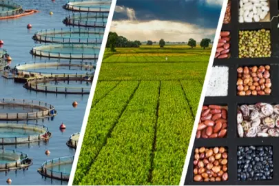 255 milyon lira çiftçilerin hesabında