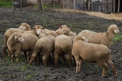 Balıkesir Büyükşehir’den çiftçiye destek