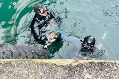 İzmir'de iskele altında sıkışan kediyi itfaiye kurtardı
