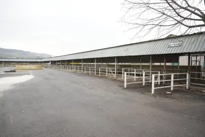 Bursa Yenişehir'de canlı hayvan pazarı yeniden açıldı