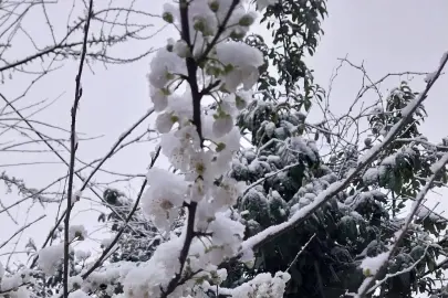 Düzce Kaynaşlı’da erken çiçek açan erik ağacına beyaz örtü!