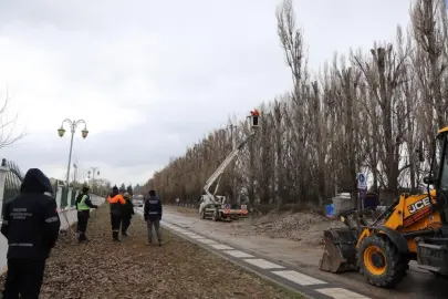 Ekolojik ömrünü tamamlayan kavaklar yerini çınarlara bırakıyor