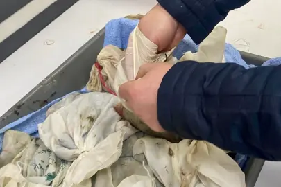 İstanbul Havalimanı’nda kaçak sülük operasyonu... 90 bin canlı tıbbi sülük ele geçirildi