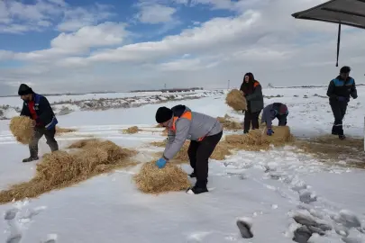 Kayseri Büyükşehir'den dilsiz dostlara merhamet eli