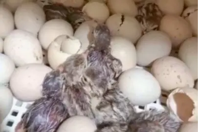 Kırılan her kabuk doğaya nefes oluyor