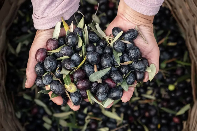 Marmarabirlik'ten 6,8 milyar TL'lik ciro ve ihracatta tarihi rekor