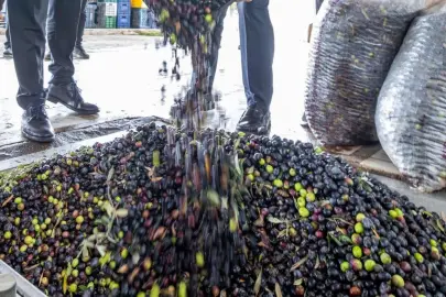 İzmir zeytini için dev adım... Zeytin ve zeytinyağı markalaşma yolunda