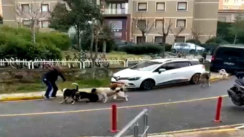 Tuzla’da Korku Büyüyor: Başıboş Köpekler Sokağı Boşalttı!