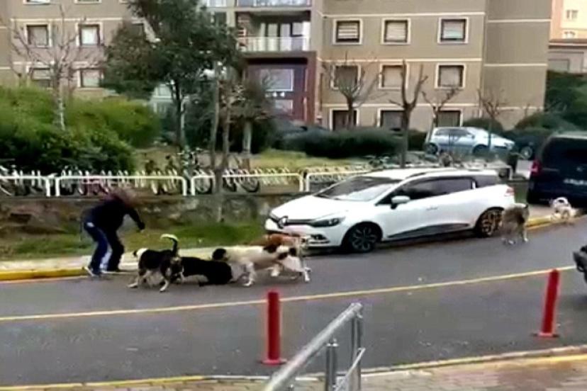 Tuzla’da Korku Büyüyor: Başıboş Köpekler Sokağı Boşalttı!
