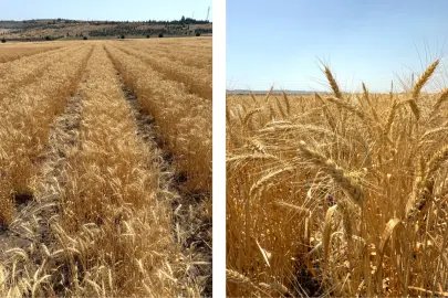 Bisküvilik buğday üretimi başladı
