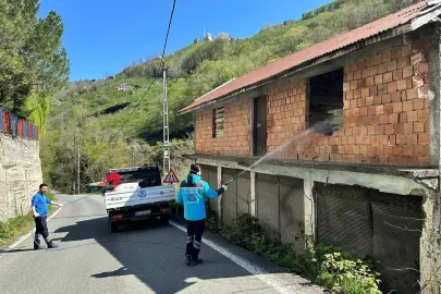 Kahverengi kokarcaya karşı Trabzon’da seferberlik
