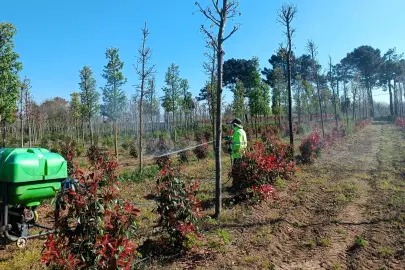 Kocaeli'de fidanlara koruyucu müdahale